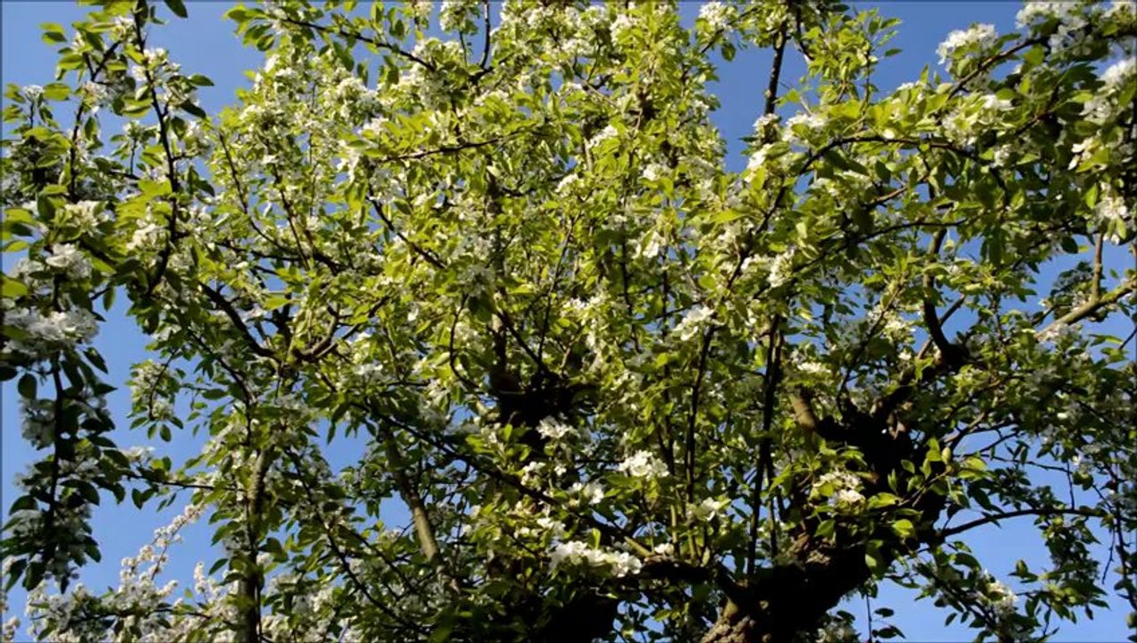 moment de détente au fond de notre jardin - le 5 mai 2013