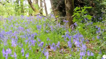 Orchidées sauvages du mois d'avril