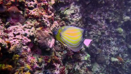 Aqua Tao - Sail Rock