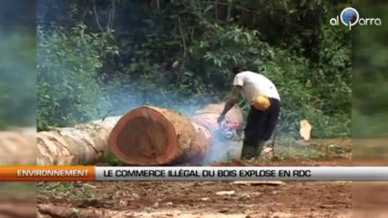 Le commerce illégal du bois explose en RD Congo
