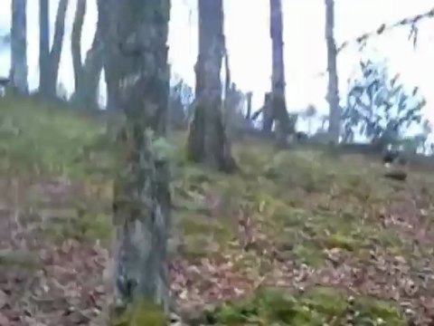 entrainement de jeunes chiens courant en parc