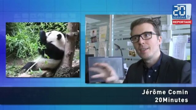 Les pandas : Qui sont-ils ? Quels sont leurs réseaux ?