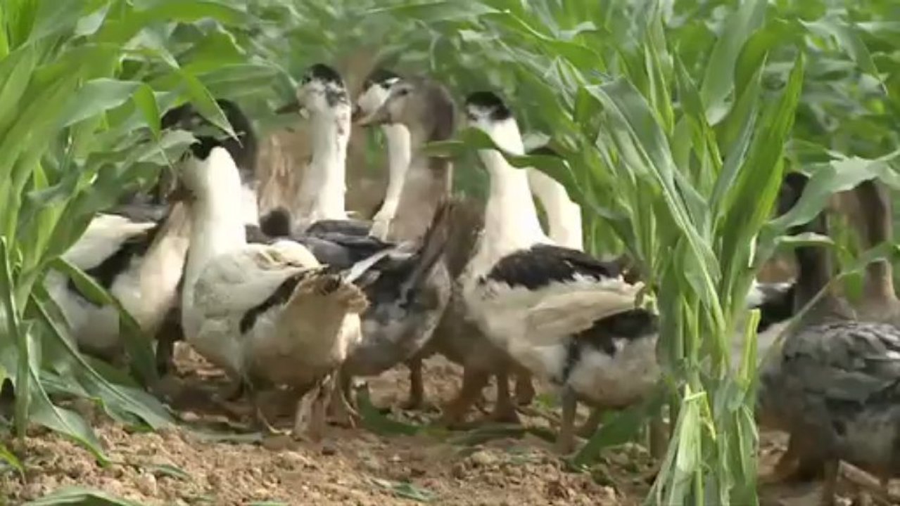 De la Ferme à la Cantine-NET