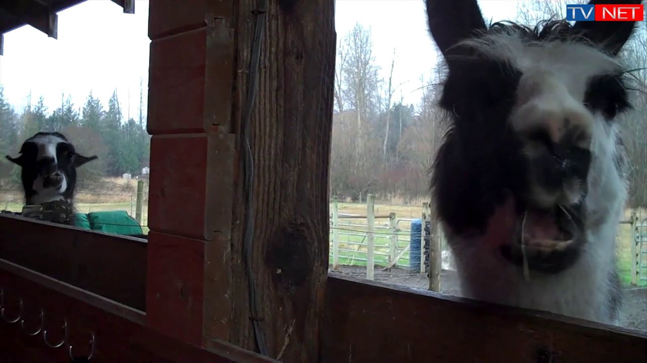 Elevage de la Tille (lamas, alpagas et moutons d'Ouessant)