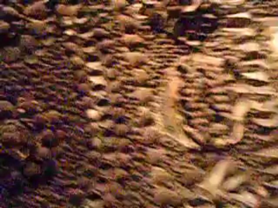 Découvrez un impressionnant passage souterrain couvert de coquillages