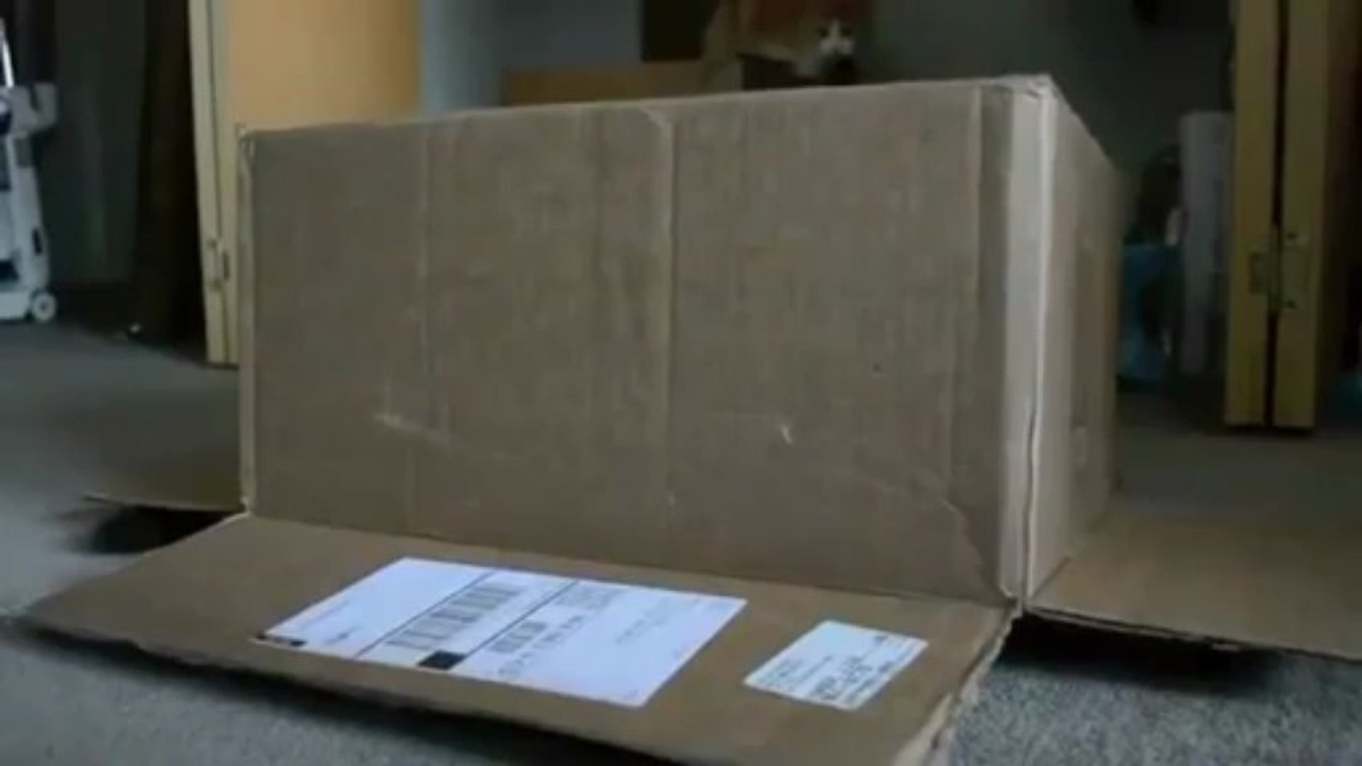 Piege Efficace Pour Attraper Un Chat Video Dailymotion