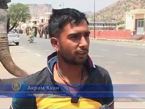 Слоны «Розового города» страдают от нехватки воды