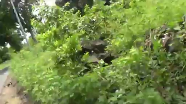 Paysage des Comores (Ngazidja)