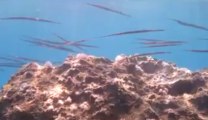 Bursa Mavi Yıldız Dalış Merkezi 4 Mayıs Kaş Dalışı Videosu Trompet Balıkları