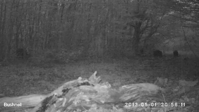 Sangliers dans la forêt de la Hardt le 1er mai 2013 à 21h00