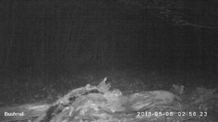 Blaireau dans la forêt de la Hardt le 5 mai 2013 à 3h00