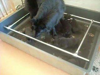 6 mai 2013 : chiots de Celtic, 16 jours