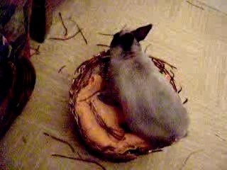 Lulu  dévore son panier en osier !