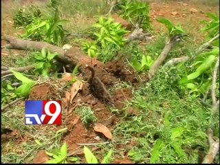 Elephants destroy mango crop