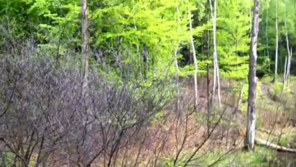 Wiosna z BB Z10 - Chromatic