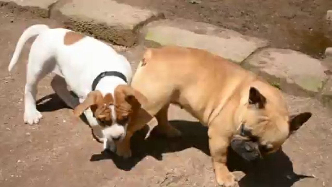 chiots Bulldog americain ice, i- highlander et hivana