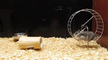 Hamster Ruso En Su Nueva Casa -New Home For My Hamster