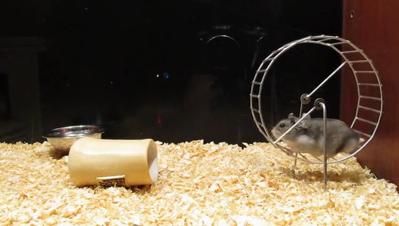 Hamster Ruso En Su Nueva Casa -New Home For My Hamster