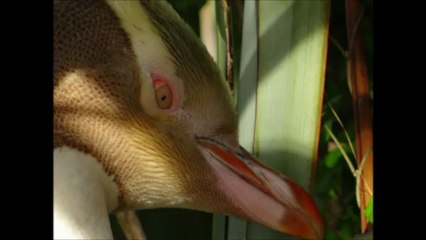 Les animaux de Nouvelle Zélande