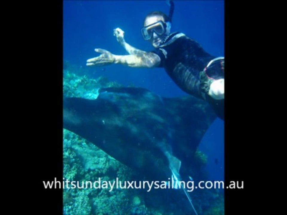 Whitsunday Luxury Sailing Great Barrier Reef Manta Ray