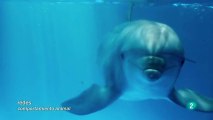 Delfines: Cognicion animal