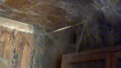 Man vs Spider (webs)
