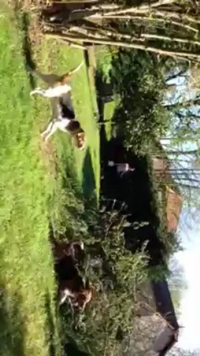 Entrainement sanglier au ferme