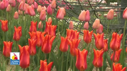 Visite des bulbeuses de printemps