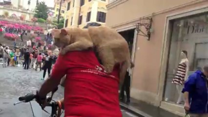 gattone rosso in bici per Roma