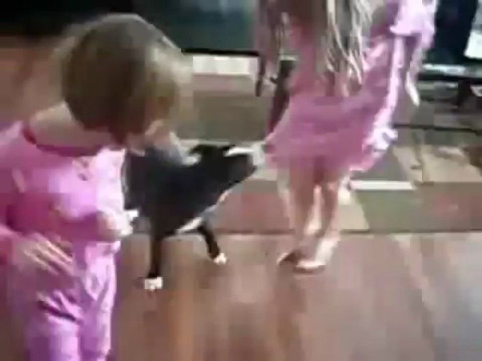 Chat protège une fille d'un chien