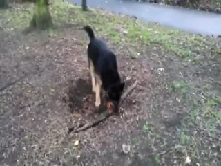 Pitbull Really Wants That Stick - www.copypasteads.com