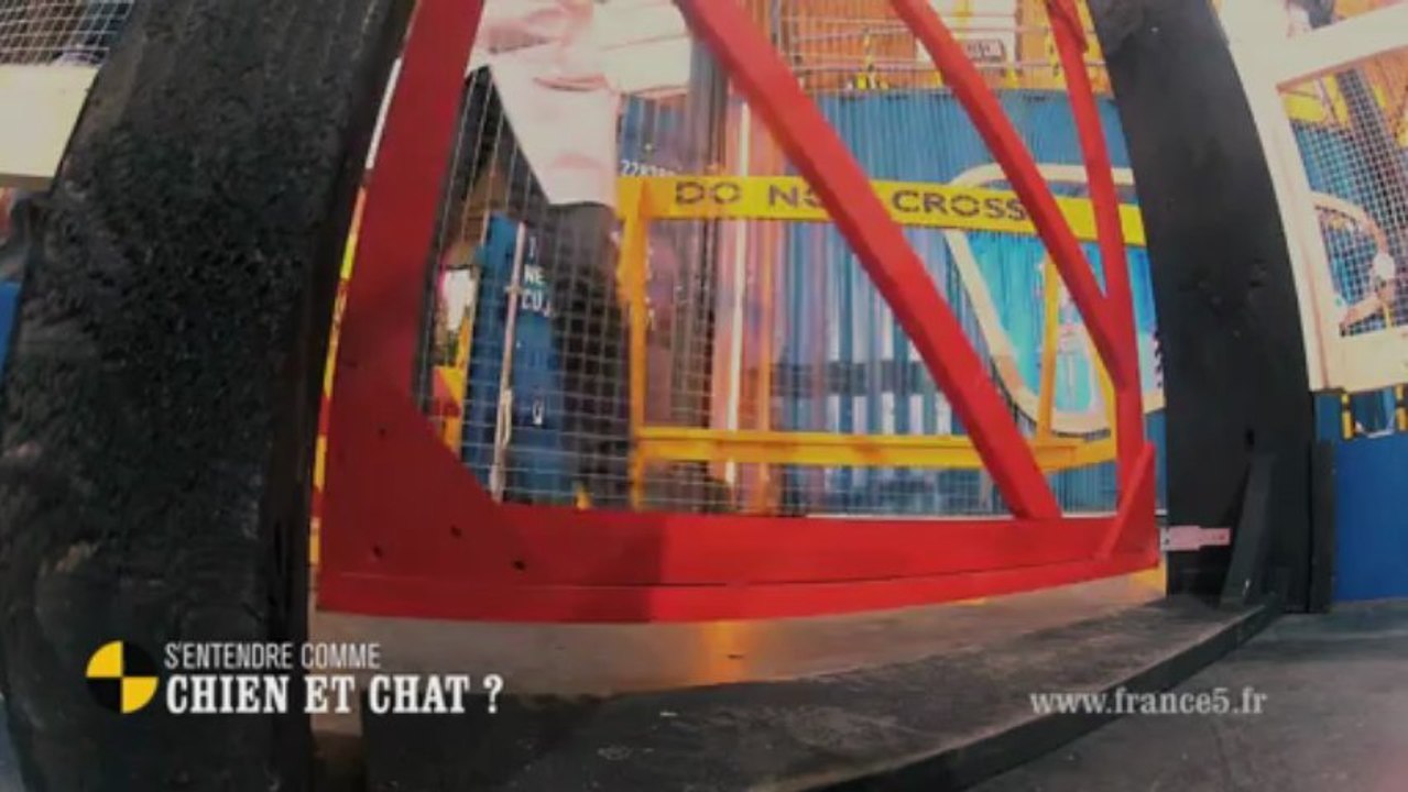 EM66 S’entendre comme chien et chat ?