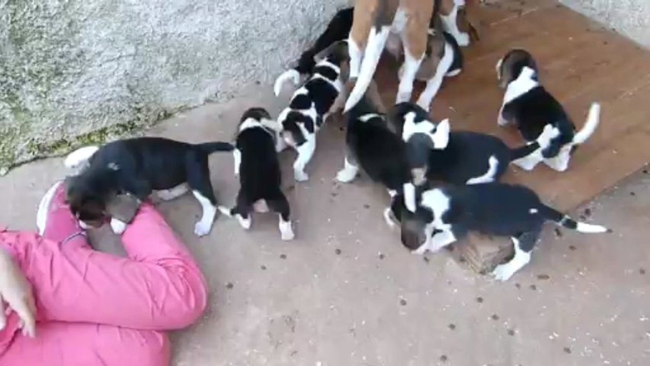 chiots calypso 5 semaines