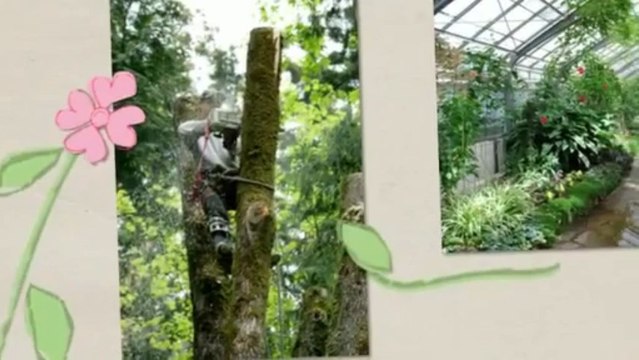 Collins Tree Service (865) 266-0279