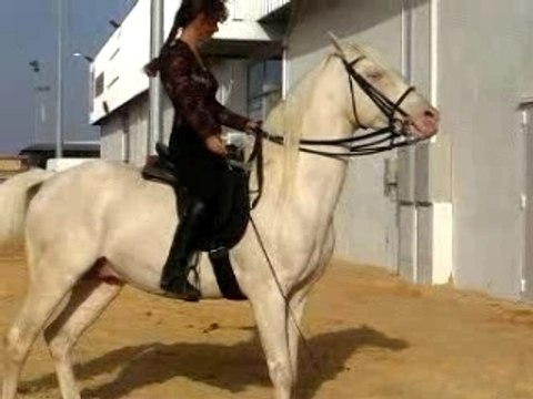 Salon du cheval 2006