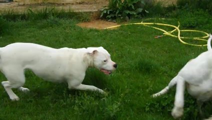 Hinas (9mois) & Eidos (5ans) magnifiques !