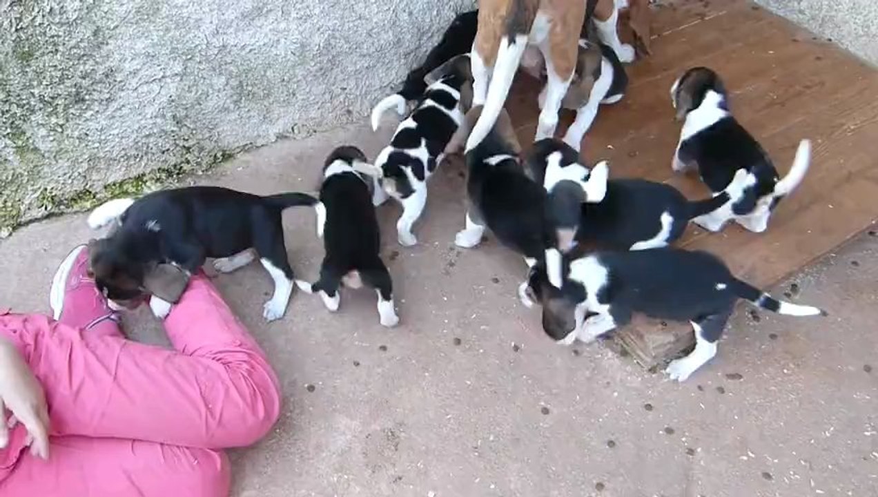 chiots calypso
