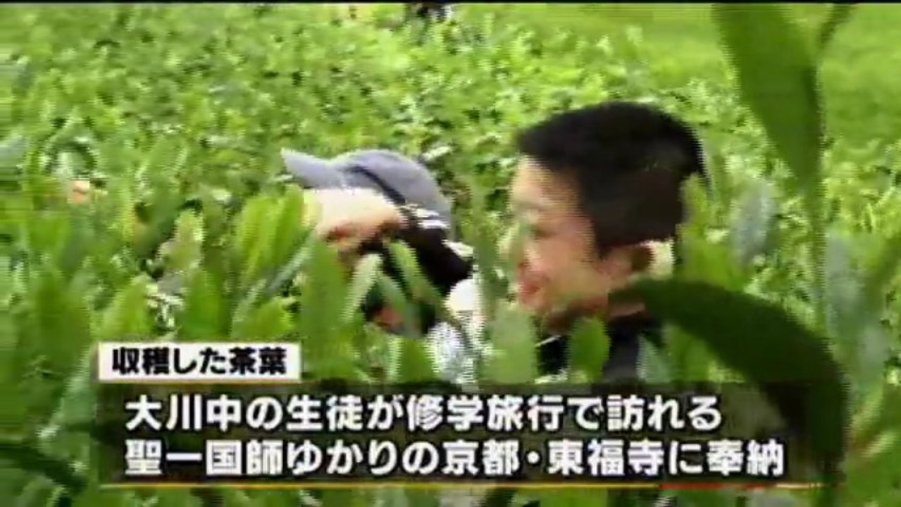怪しい静岡茶の始祖 聖一国師、生誕の地で茶摘み