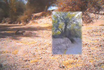 Desert Night Life - Gray Foxes, Coyotes, & More