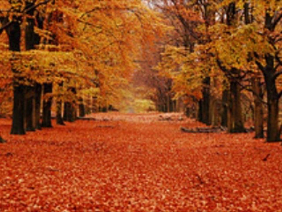 「バラの花咲く時」 Quand les roses (サルヴァトーレ・アダモ) 訳詞改訂 / Sima