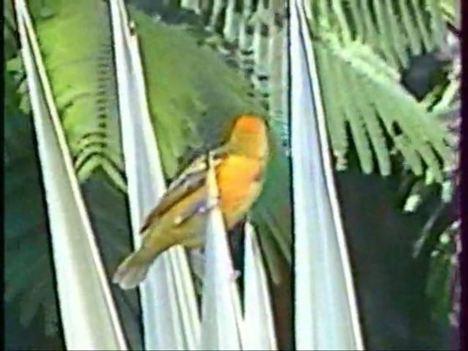 Animaux d'Afrique n° 3 par bernard l'oiseau 0805132