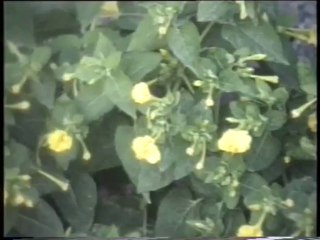 Marmaris Amazon - 7 Adalar