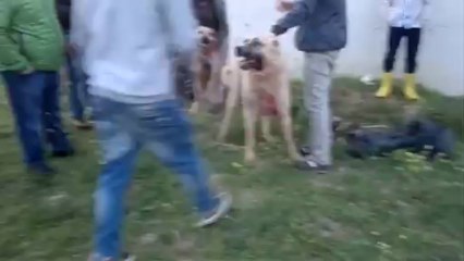 Teksas Kenneldan Güdük Torunu Boz İstanbuldan Kılıç Cemal Denerden Gelme