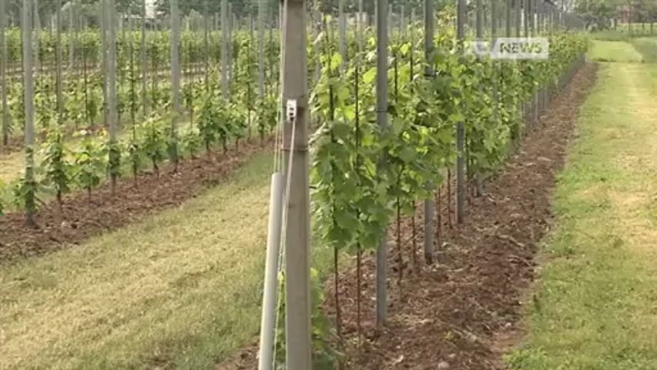 PRIMAVERA IN RITARDO,MAIS A RISCHIO