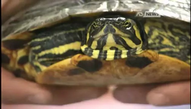 TARTARUGA SALVATA DALLA STRADALE