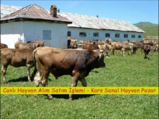 kars satılık boğa altı düve