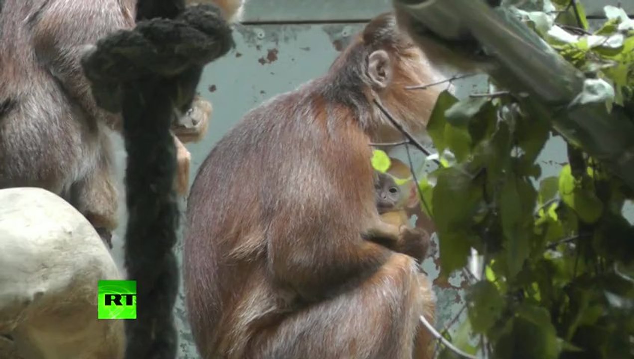 Monkey Melee: Females fight over newborn primate at Berlin Zoo