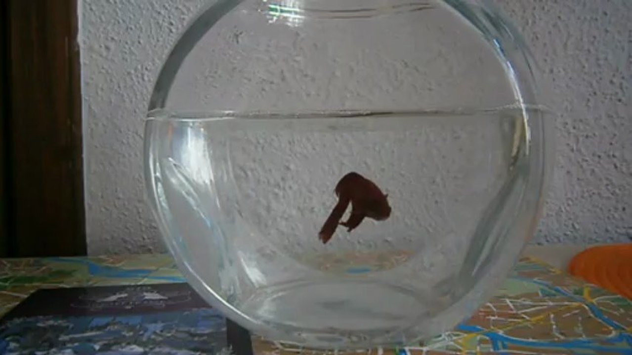 Hostel Fraszka Wrocław, Polska - bojownik o lepsze noclegi w centrum Wrocławia