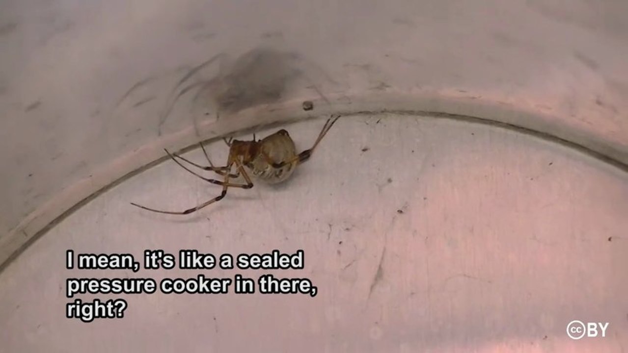 Spider in my Mailbox