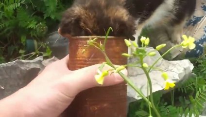 Un chat a la tête coincée dans une boîte de conserve